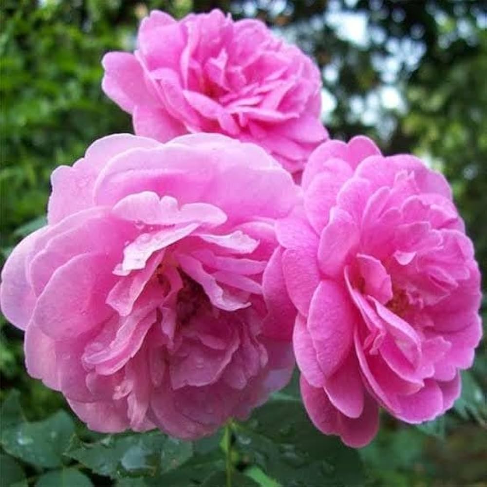 Pink Damask flower seeds