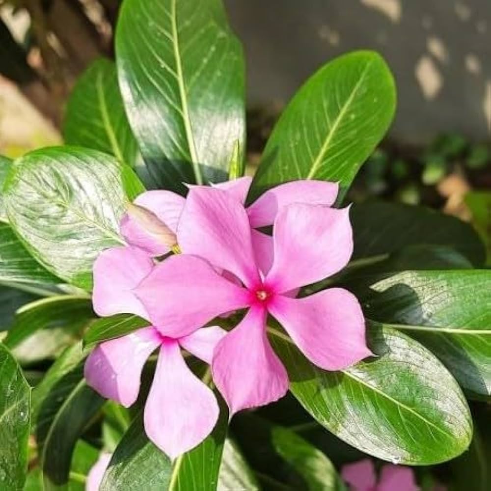 Catharanthus flower seeds