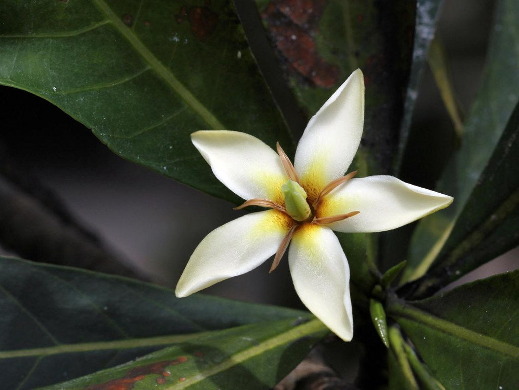 Graines de fleurs de génipayer à petites feuilles à planter – Graines d’arbre génipayer tropical