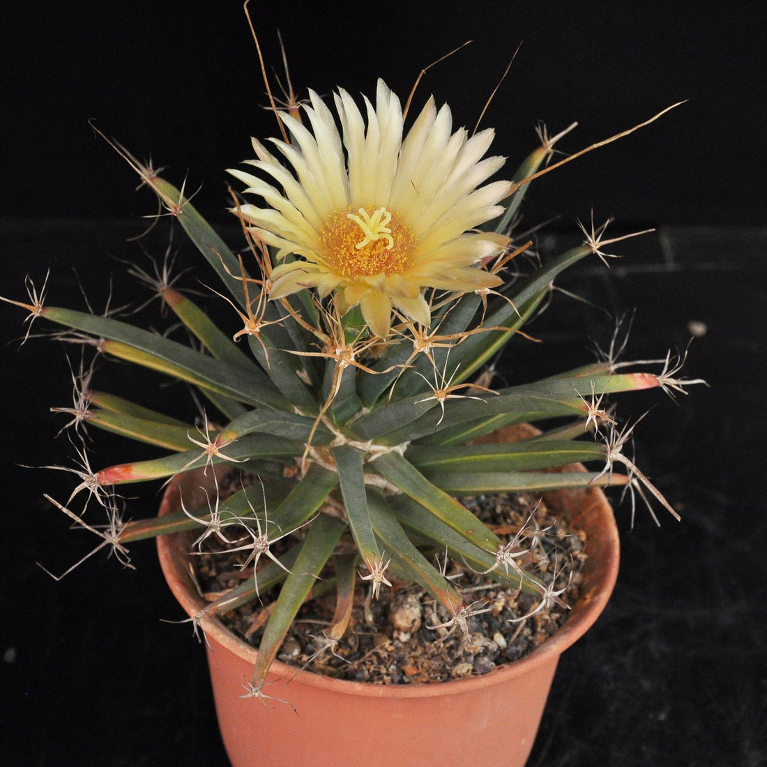 Yellow Leuchtenbergia flower seeds