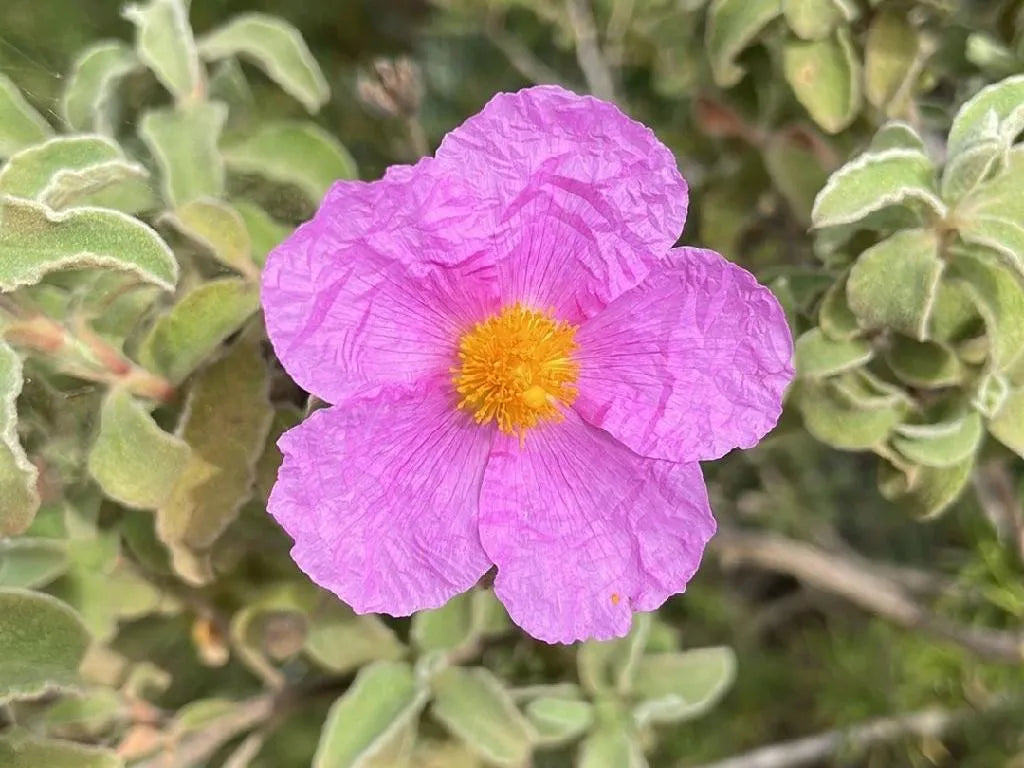 Purple Cistus flower seeds