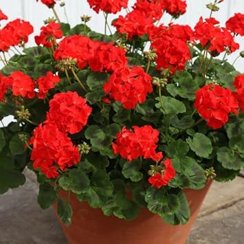 Geranium flower seeds