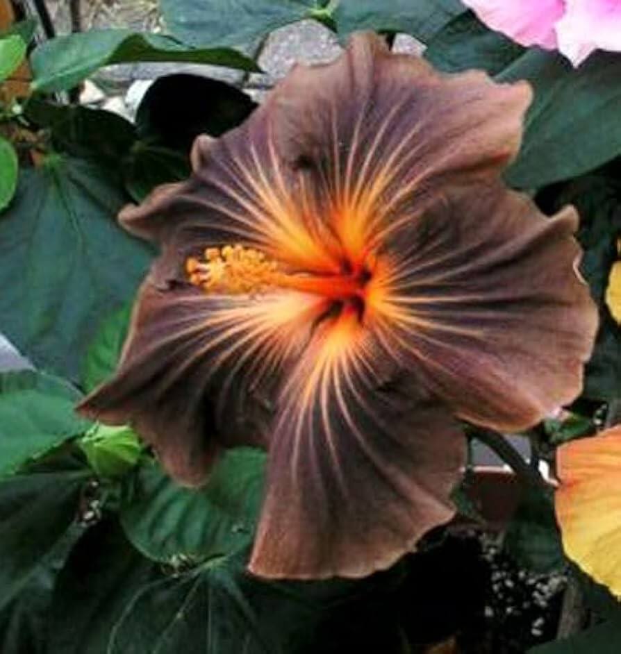 Brown Hibiscus plant
