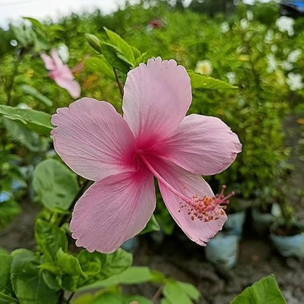 Pink White flower seeds