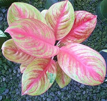 Pink Aglaonema flower seeds