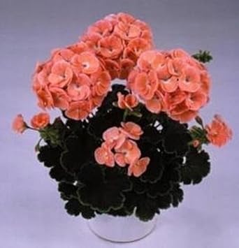 Orange Geranium flower seeds