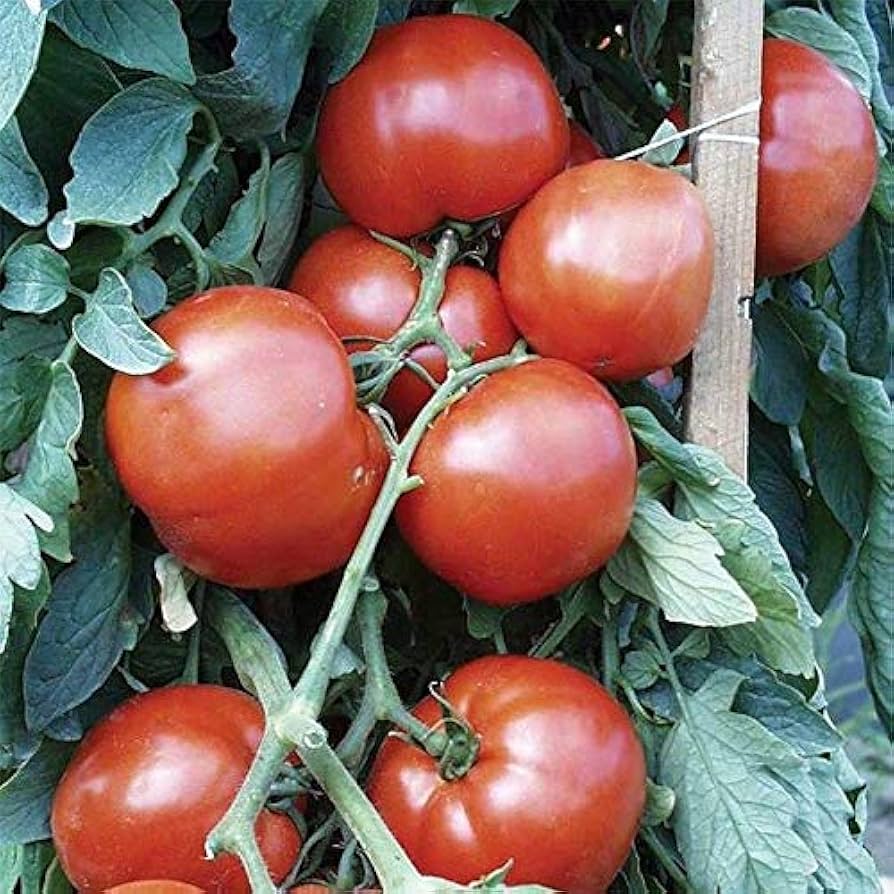 bella rosa tomato seeds