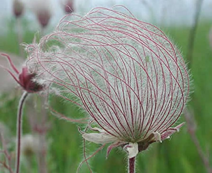 Prairie Smoke flower seeds