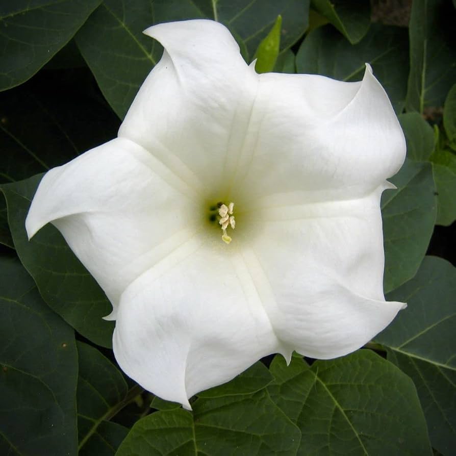 White Moon Vine plant