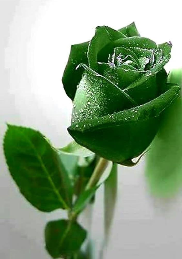 Dark Green flower seeds