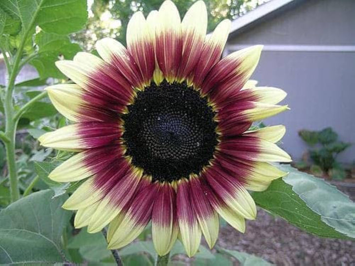 Burgundy Sunflower flower seeds
