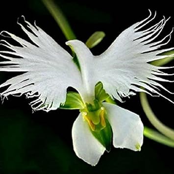 White Radiata flower seeds