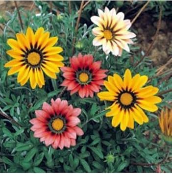 Gazania flower seeds