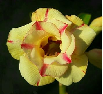 Yellow Pink flower seeds