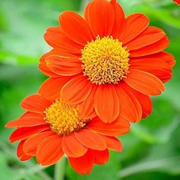 Mexican flower seeds
