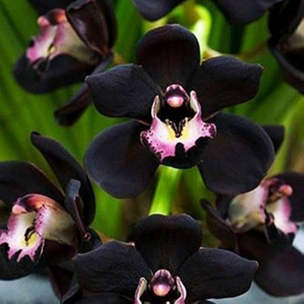 Black Orchid plant
