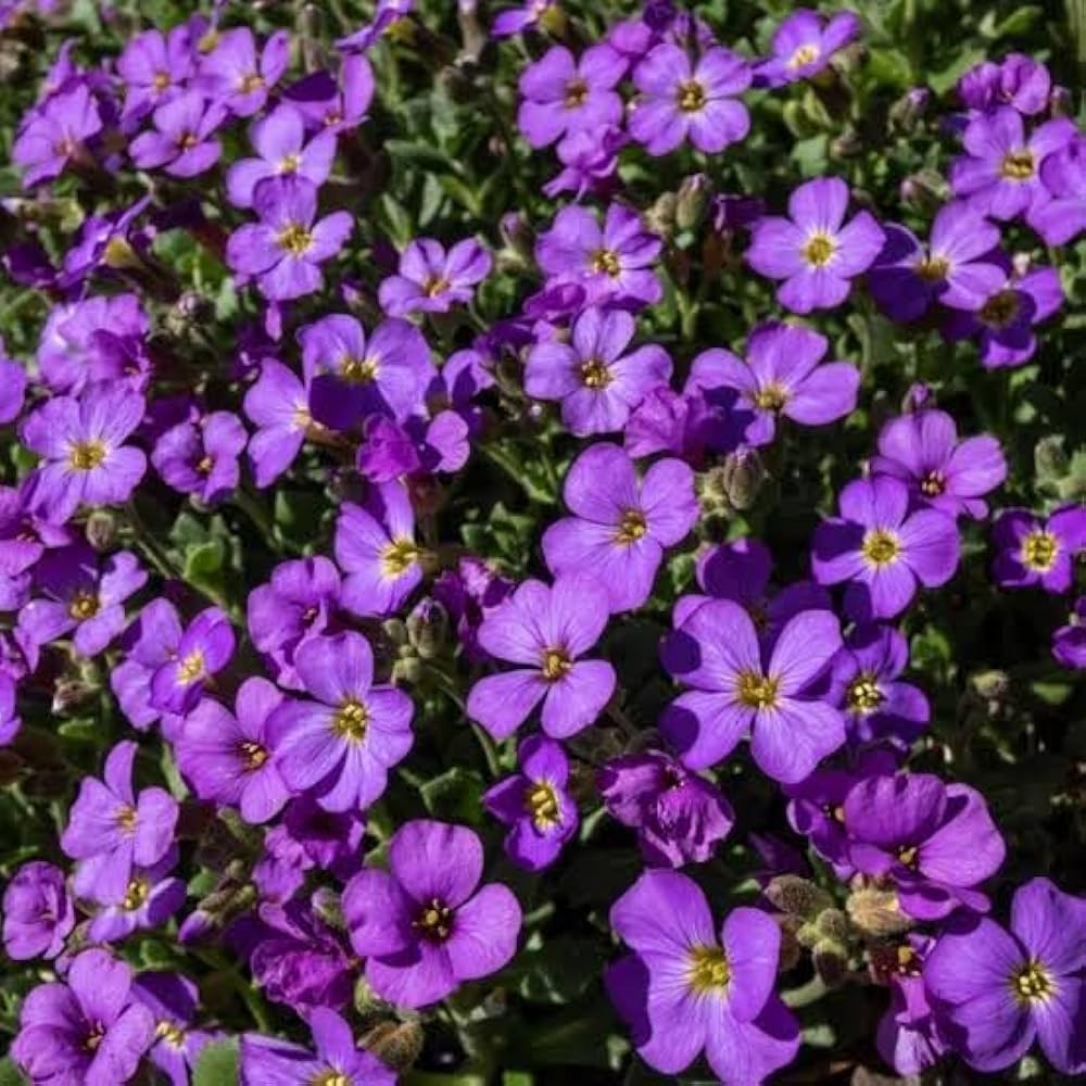 Purple Aubrieta flower seeds
