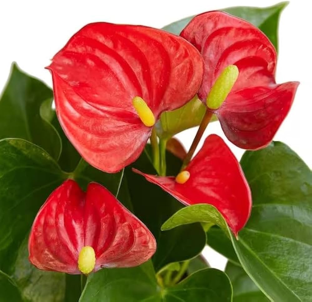 Red Anthurium flower seeds