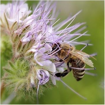 Purple Phacelia flower seeds