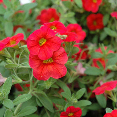 Scarlet Red flower seeds