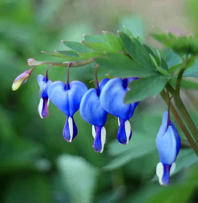 Sky Blue flower seeds