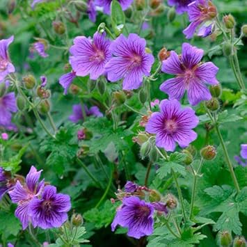 Soft Pink flower seeds