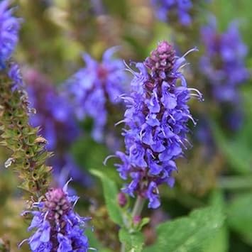 Hyssop flower seeds