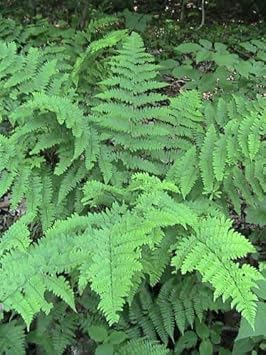 Green Fern flower seeds