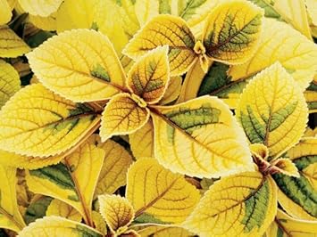 Coleus Yellow flower seeds