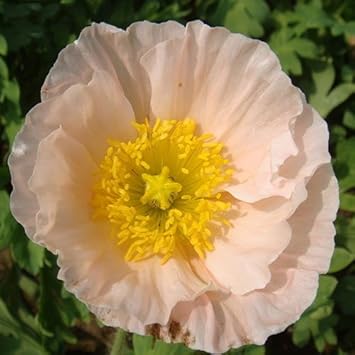 Pale Pink flower seeds
