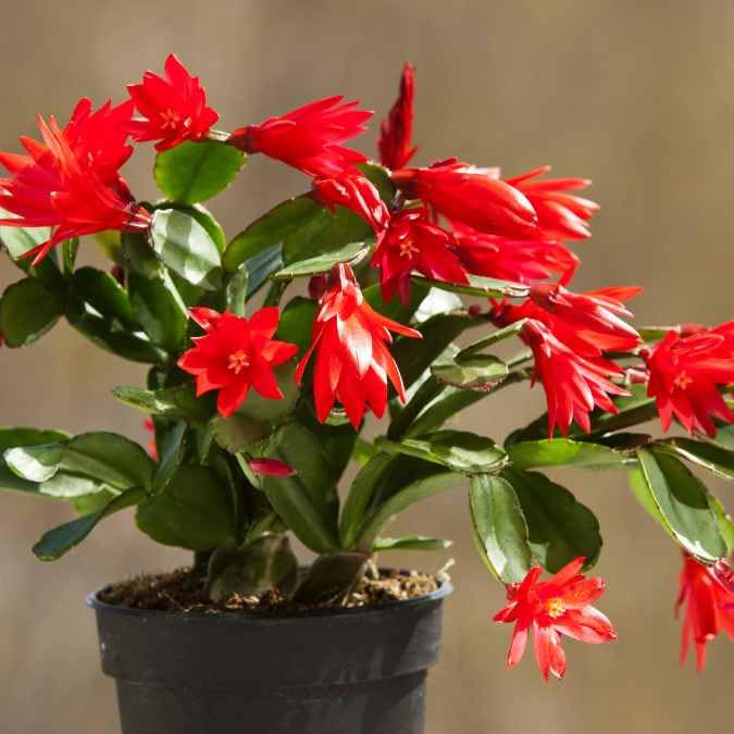 Red Schlumbergera flower seeds