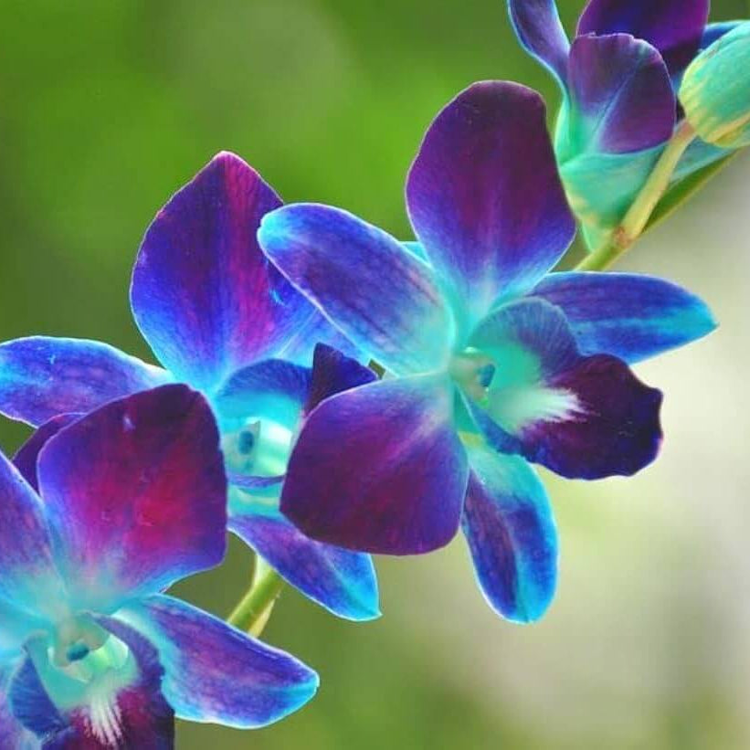 Blue-Purple Phalaenopsis Orchid plant
