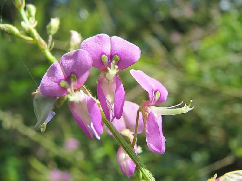 Pink Desmodium Flower Seeds for Planting – Heirloom Non-GMO Garden Seeds