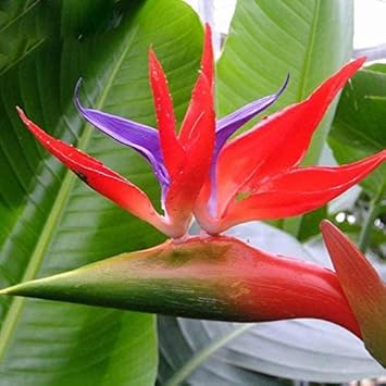 Red Strelitzia flower seeds