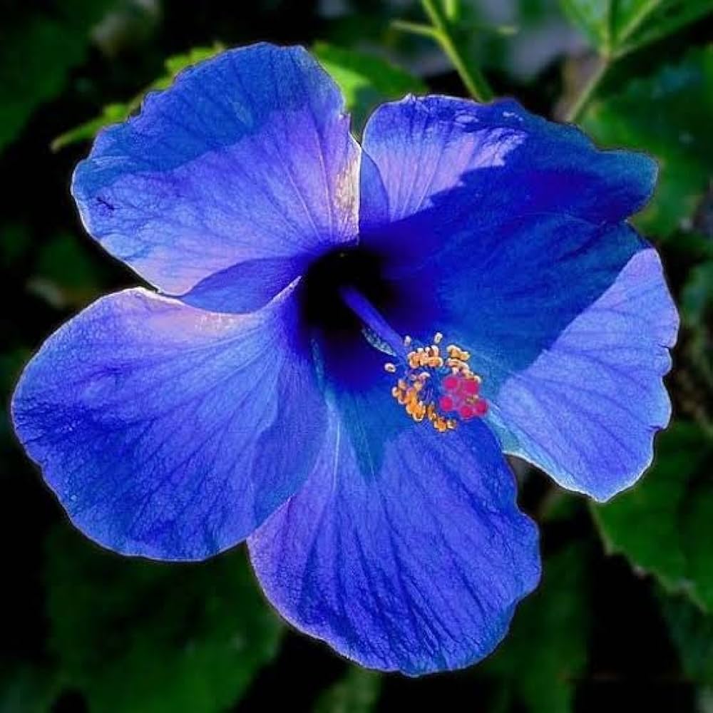Dark Blue flower seeds