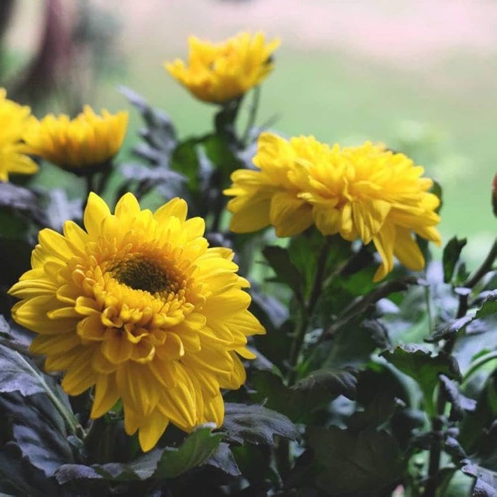 Chrysanthemum flower seeds