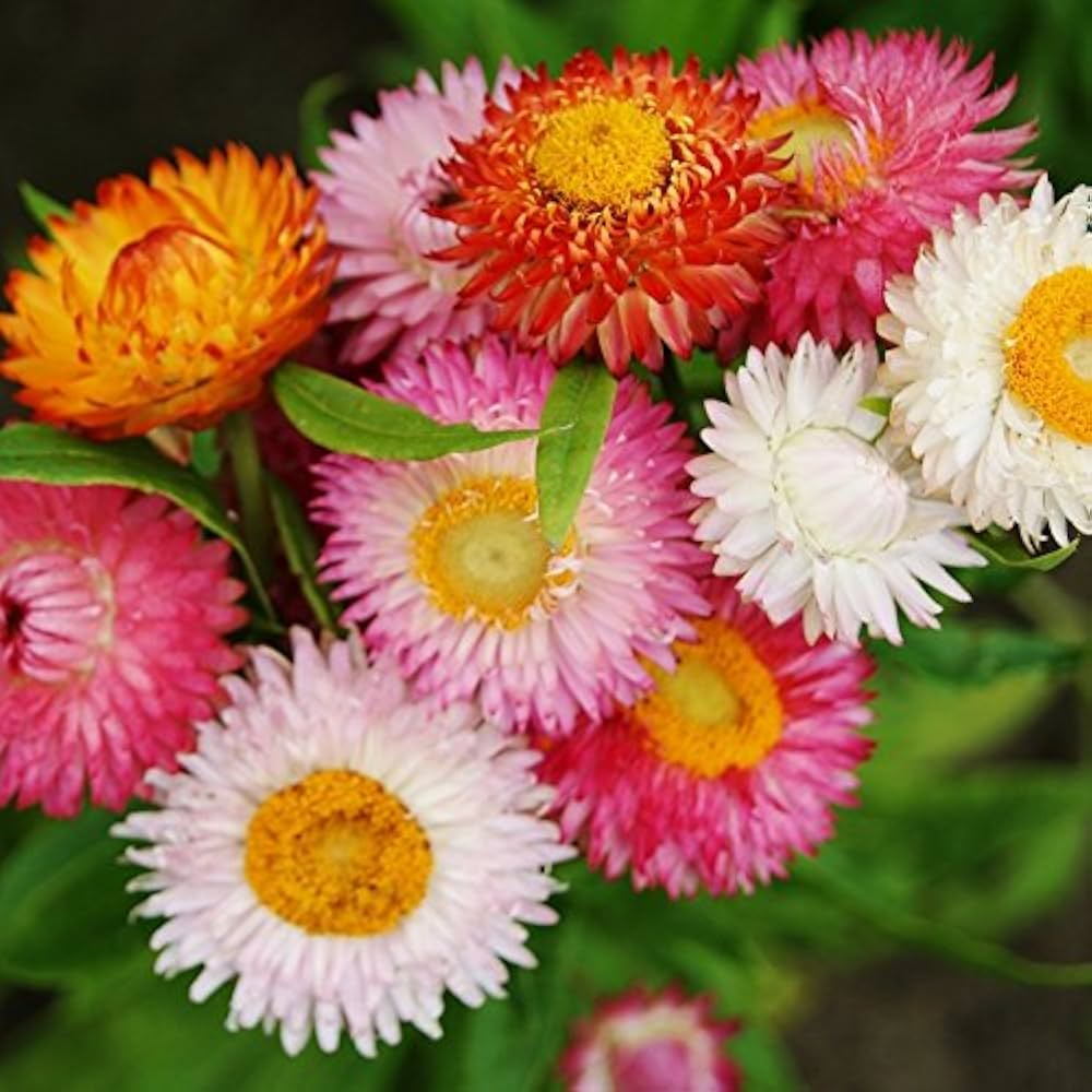 Helichrysum flower seeds