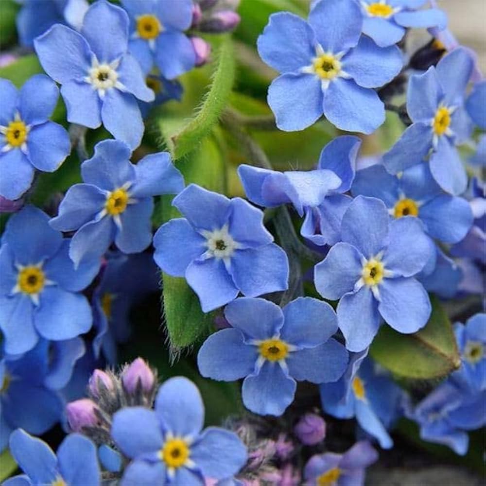 Myosotis Sylvatica flower seeds