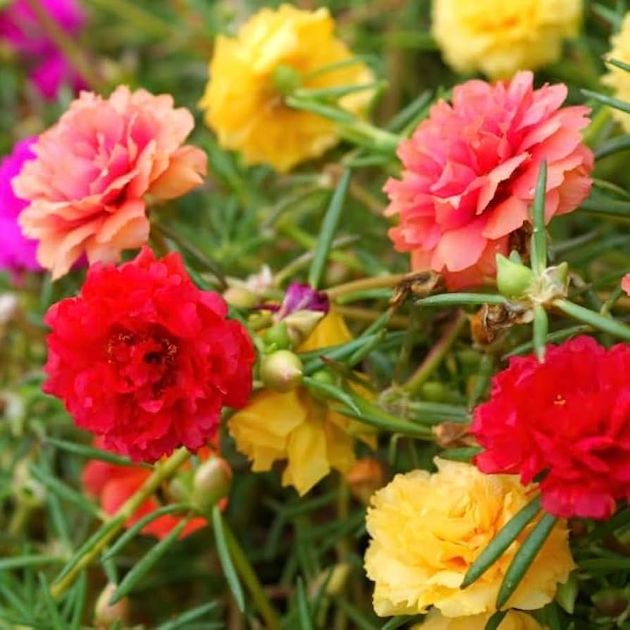 Portulaca flower seeds
