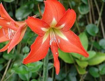 Orange Hippeastrum flower seeds