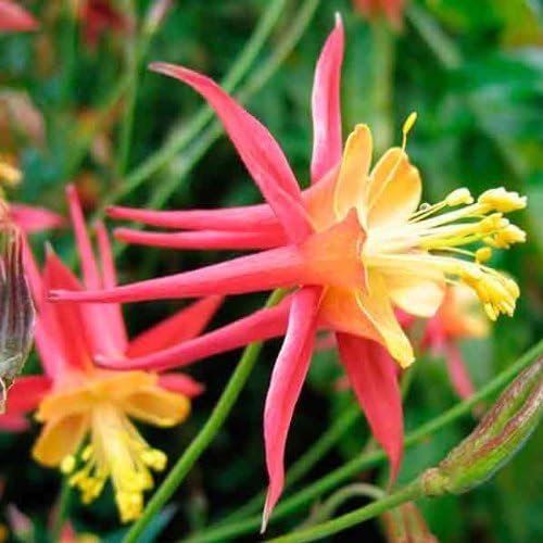 Tequila Sunrise flower seeds