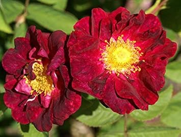 Maroon Rugosa flower seeds