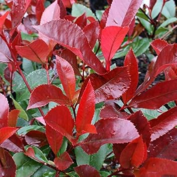 Red Photinia flower seeds