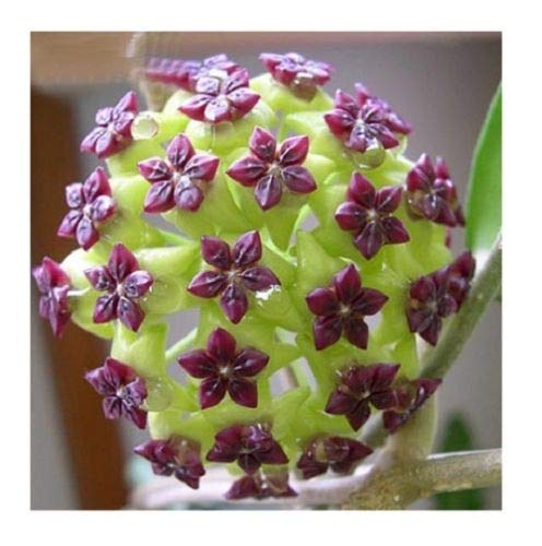 Green Purple flower seeds