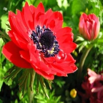 Red Anemone flower seeds