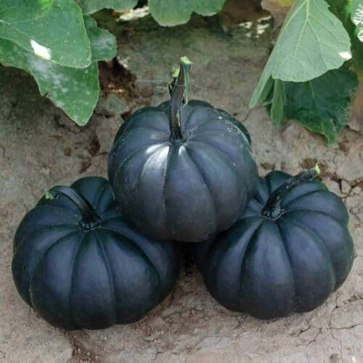 Black Pumpkin Seeds