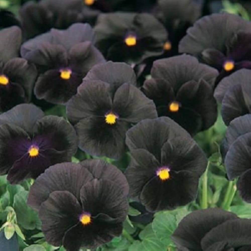 Pezzi Halloween II plant