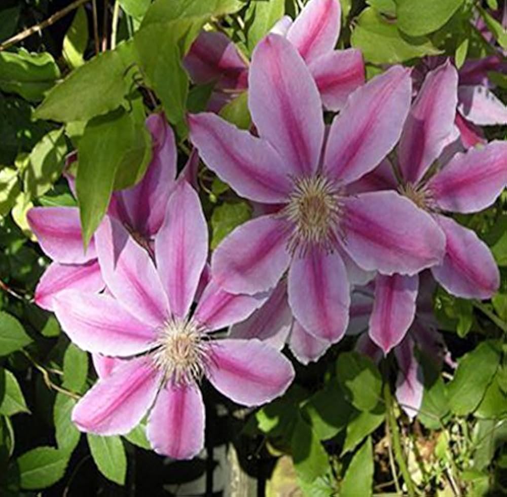 Pink Violet flower seeds