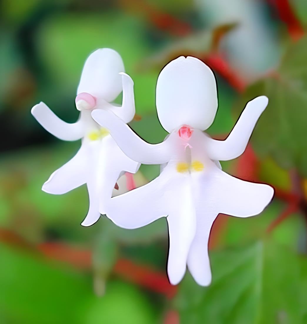 Baby Face flower seeds