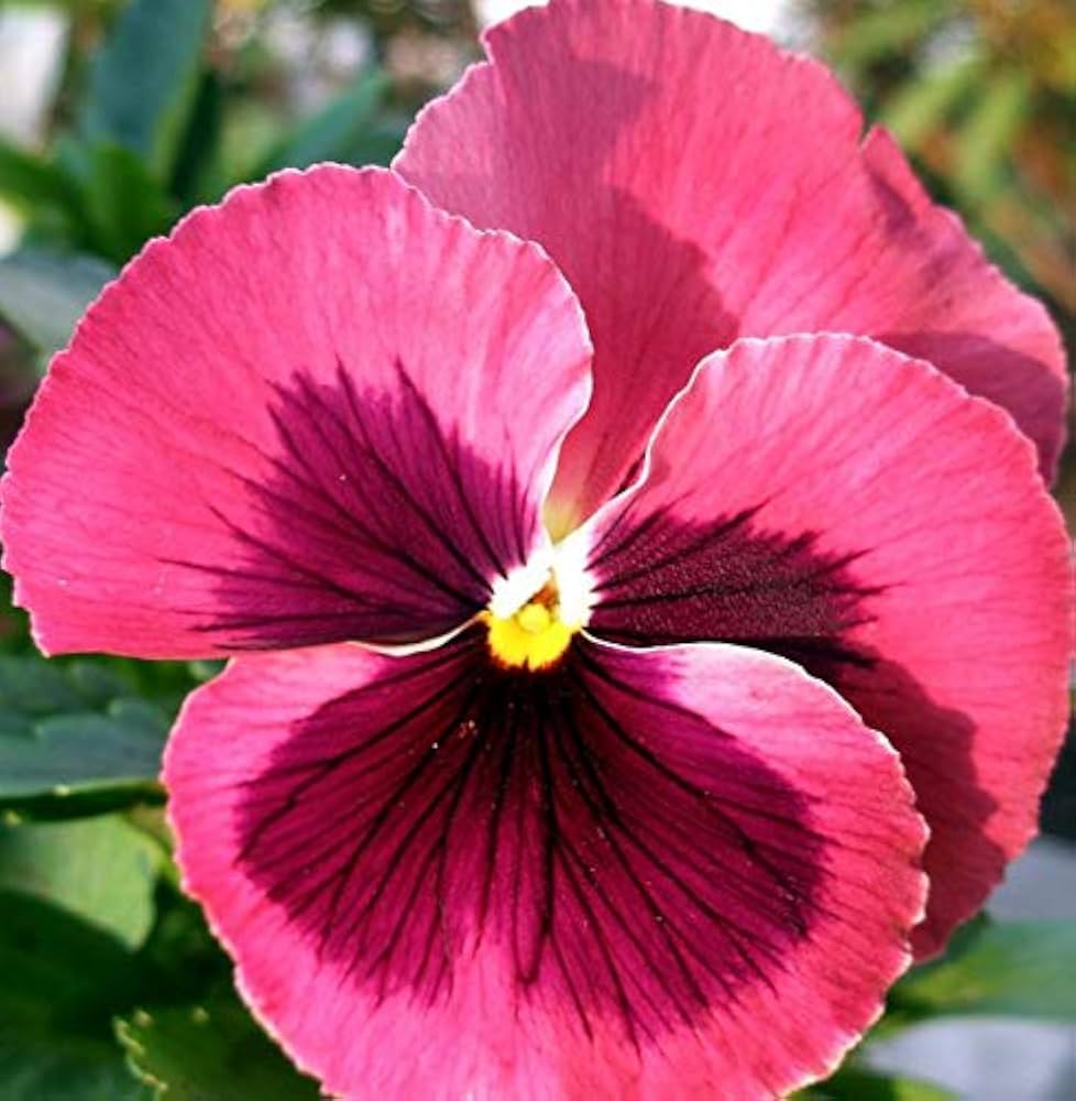 Mckana Giant flower seeds